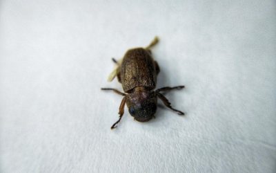 Best Bed Bug Exterminators in Queens NYC: Quick and Effective Solutions