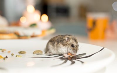 Effective Mice Control Tips in Queens NYC