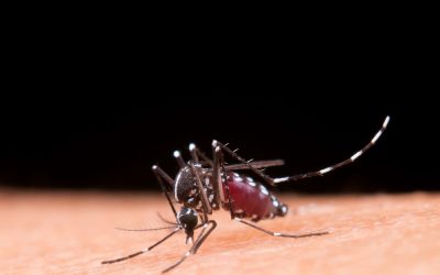Effective Mosquito Control in Queens NYC: Strategies, Risks & Solutions